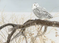 Cobble Hill Fallen Willow - Snowy Owl | 500 Piece- 500 Piece | Birds