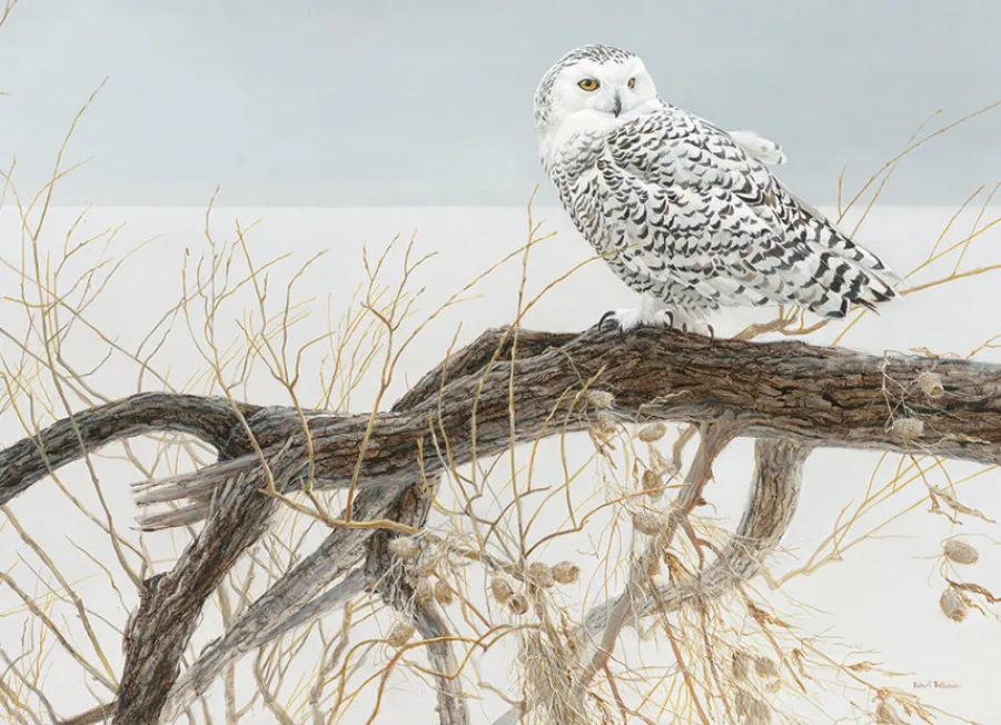 Cobble Hill Fallen Willow - Snowy Owl | 500 Piece- 500 Piece | Birds