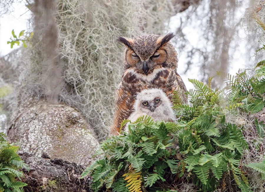 Cobble Hill Great Horned Owl | 1000 Piece- 1000 Piece | Mountainscape