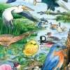 Cobble Hill North American Birds (tray) | 35 Piece Tray- Tray Puzzles | Mountainscape