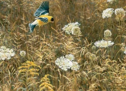 Cobble Hill Queen Anne's Lace and American Goldfinch | 500 Piece- 500 Piece | Birds