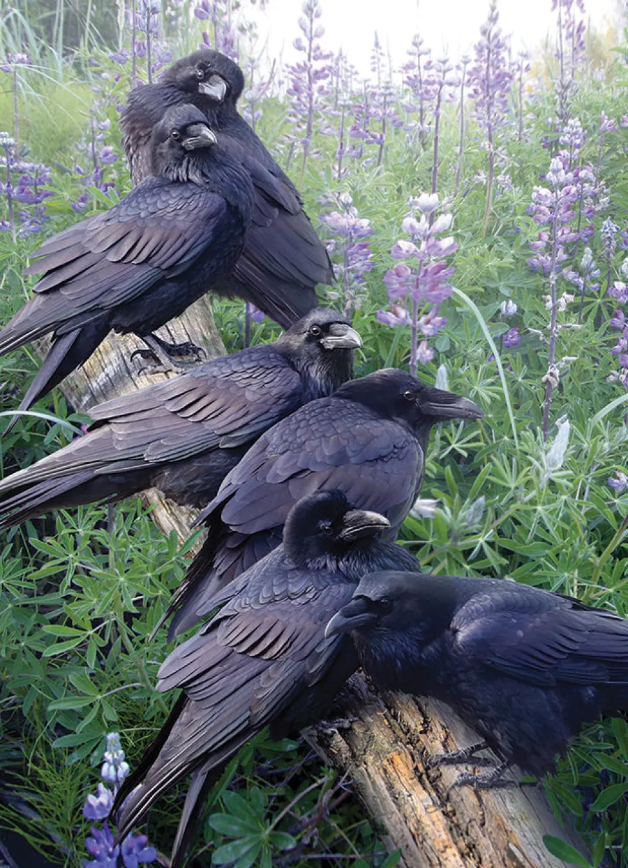 Cobble Hill Raven Rendezvous | 1000 Piece- 1000 Piece | Countryscape